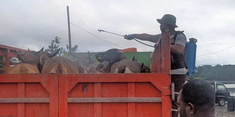 Cegah Penyebaran Penyakit, Karantina Pastikan Kesehatan Hewan Kurban Jelang Idul Adha