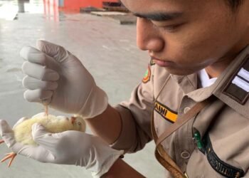 Karantina Timika Wilker Bandara Mozes Kilangin Nyatakan 500 Ekor Anak Ayam dari Luar Timika  Sehat Dan Bebas Dari Penyakit