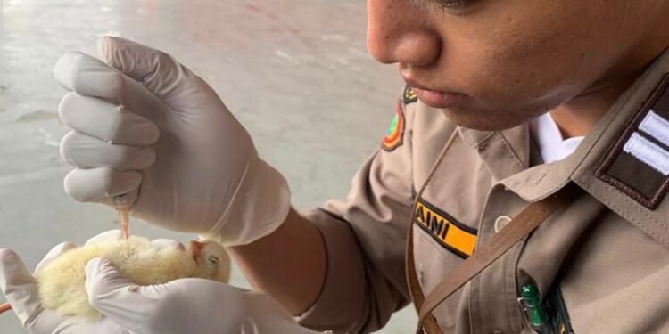 Karantina Timika Wilker Bandara Mozes Kilangin Nyatakan 500 Ekor Anak Ayam dari Luar Timika  Sehat Dan Bebas Dari Penyakit