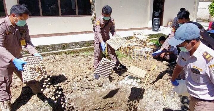 Tak Patuh Karantina, 250 Kg Telur Dimusnahkan di Timika