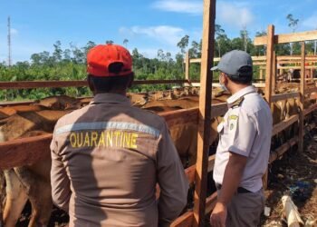Perketat Pengawasan, Karantin Papua Tengah, Wilayah Kerja Pelabuhan Laut Pomako Periksa Ratusan Sapi Asal Sorong 