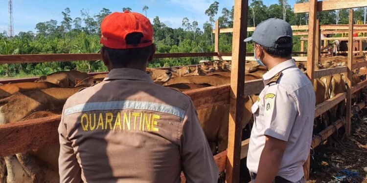 Perketat Pengawasan, Karantin Papua Tengah, Wilayah Kerja Pelabuhan Laut Pomako Periksa Ratusan Sapi Asal Sorong