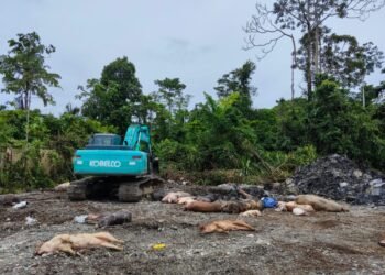 Kadistrik Wania Imbau Warga Kubur Bangkai Babi di Lokasi yang Sudah Disediakan Disnakkeswan
