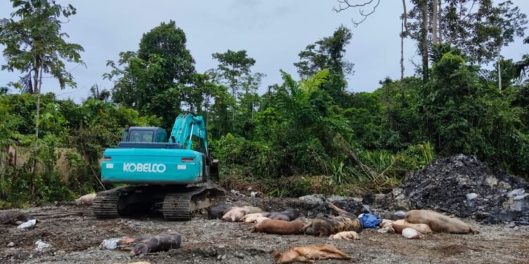 Kadistrik Wania Imbau Warga Kubur Bangkai Babi di Lokasi yang Sudah Disediakan Disnakkeswan