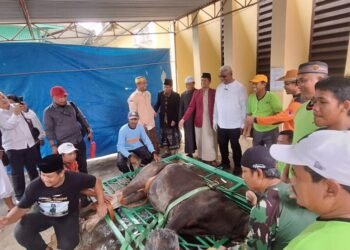 Warga LDII Kurbankan 16 Ekor Sapi, Satu Diantaranya dari Bupati Mimika