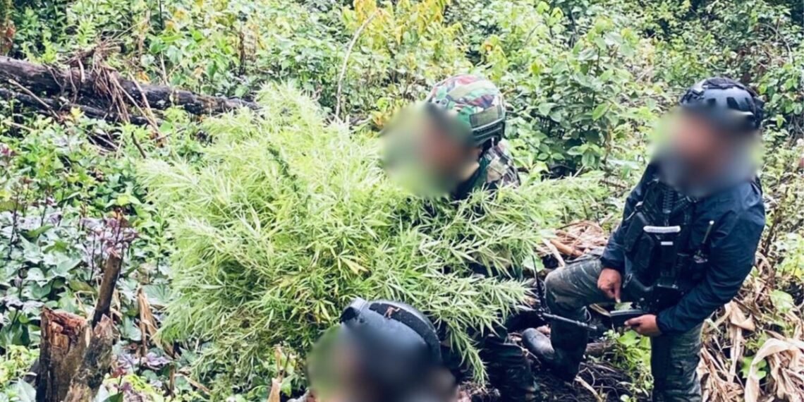 Satgas Gabungan TNI-Polri Temukan Ladang Ganja di Kabupaten Pegunungan Bintang, Puluhan Pohon Siap Panen Diamankan