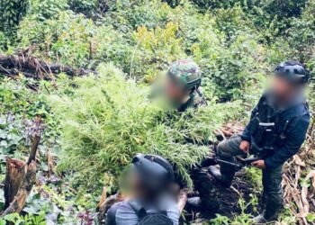 Satgas Gabungan TNI-Polri Temukan Ladang Ganja di Kabupaten Pegunungan Bintang, Puluhan Pohon Siap Panen Diamankan