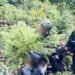 Satgas Gabungan TNI-Polri Temukan Ladang Ganja di Kabupaten Pegunungan Bintang, Puluhan Pohon Siap Panen Diamankan