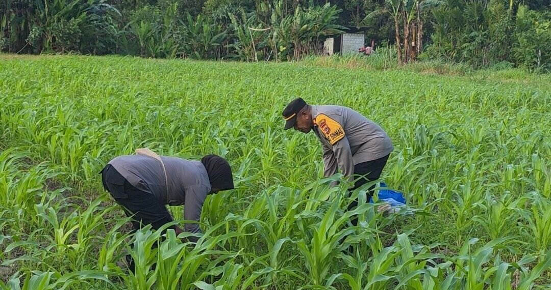 Polres Jayapura Laksanakan Pemupukan Tanaman Jagung di Doyo Lama Guna Mengoptimalkan Ketahanan Pangan