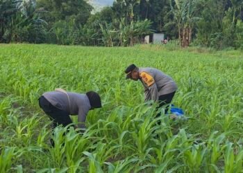 Polres Jayapura Laksanakan Pemupukan Tanaman Jagung di Doyo Lama Guna Mengoptimalkan Ketahanan Pangan