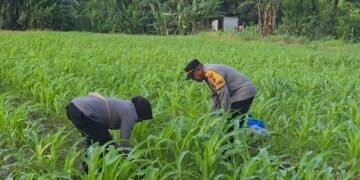Polres Jayapura Laksanakan Pemupukan Tanaman Jagung di Doyo Lama Guna Mengoptimalkan Ketahanan Pangan