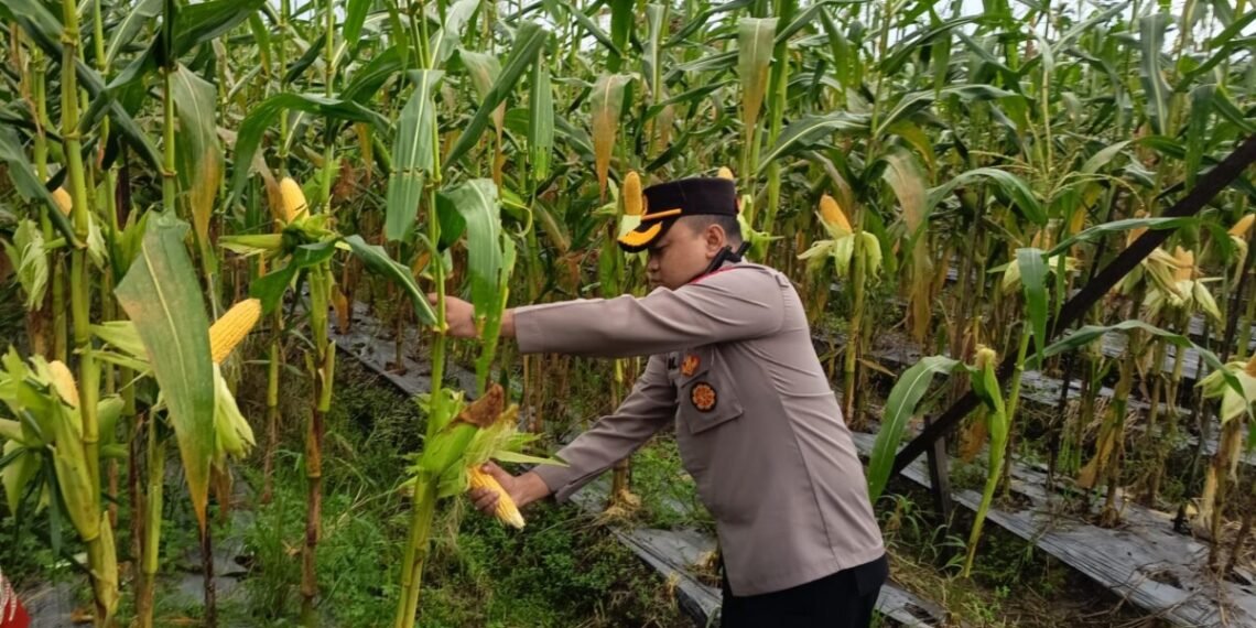 Polres Mimika Panen 1 Hektar Jagung Dukung Ketahanan Pangan Program Nasional