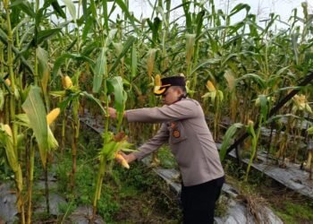 Polres Mimika Panen 1 Hektar Jagung Dukung Ketahanan Pangan Program Nasional