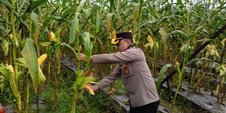 Polres Mimika Panen 1 Hektar Jagung Dukung Ketahanan Pangan Program Nasional
