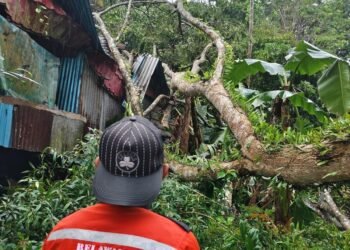 Dua Rumah Tertimpa Pohon di KM 6 Mimika, Relawan Mimika Respon Cepat Bersama BPBD Lakukan Evakuasi