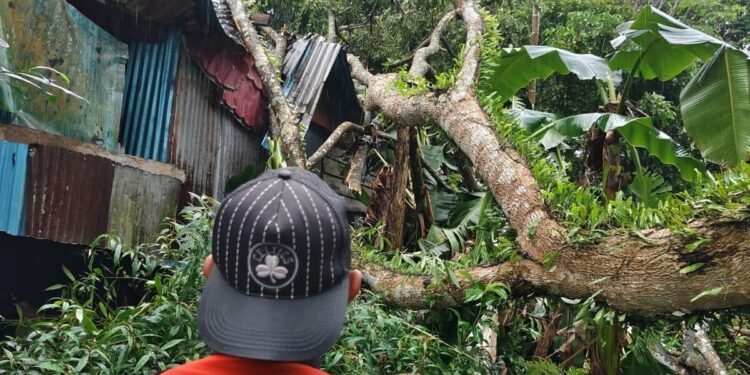 Dua Rumah Tertimpa Pohon di KM 6 Mimika, Relawan Mimika Respon Cepat Bersama BPBD Lakukan Evakuasi