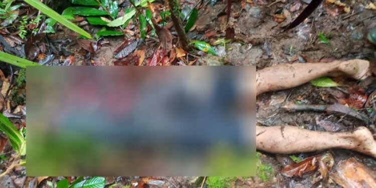 Delapan Pendulang Emas Tewas Dibantai di Korowai Yahukimo