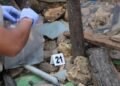 Tim Gabungan Kembali Temukan 17 Potongan Tubuh Korban Ledakan Biak, Kirim Enam Sampel DNA ke Lab