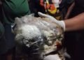 Miris! Jenazah Bayi Ditemukan Petugas Kebersihan di Dalam Plastik di Penampungan Sampah DLH Mimika
