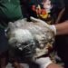 Miris! Jenazah Bayi Ditemukan Petugas Kebersihan di Dalam Plastik di Penampungan Sampah DLH Mimika