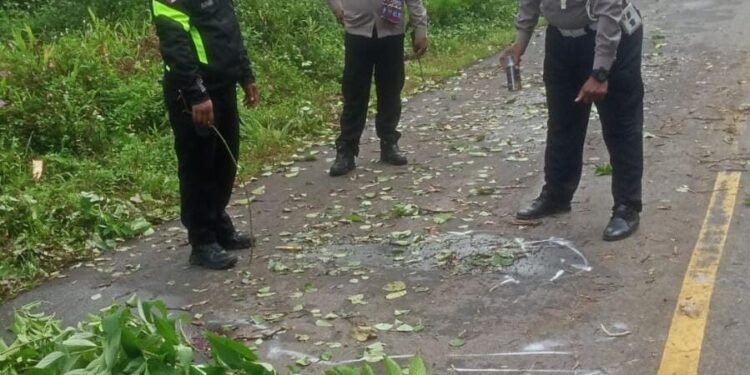 Diduga Terjatuh Usai Tabrak Pohon, Pengendara Motor Tewas Terlindas Kendaraan di Jalan SP 9 Mimika