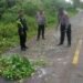 Diduga Terjatuh Usai Tabrak Pohon, Pengendara Motor Tewas Terlindas Kendaraan di Jalan SP 9 Mimika