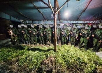 Satgas Koops TNI Habema Temukan 5.000 Batang Ganja di Dua Lokasi di Yahukimo