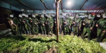 Satgas Koops TNI Habema Temukan 5.000 Batang Ganja di Dua Lokasi di Yahukimo