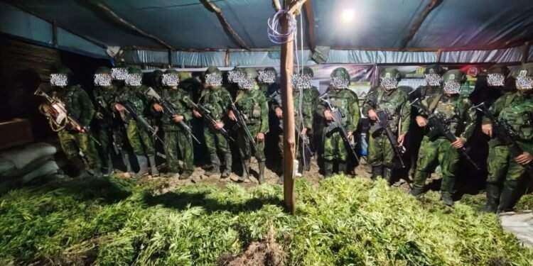 Satgas Koops TNI Habema Temukan 5.000 Batang Ganja di Dua Lokasi di Yahukimo