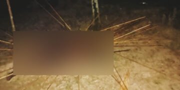 Pria Meninggal Dunia Usai Diserang di Kwamki Narama, Tubuh Dipenuhi Anak Panah Tertancap