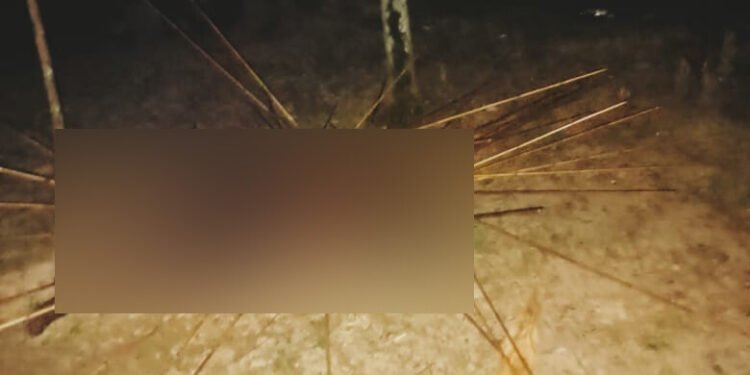 Pria Meninggal Dunia Usai Diserang di Kwamki Narama, Tubuh Dipenuhi Anak Panah Tertancap