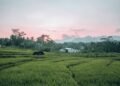 Mimika Kejar Cetak Sawah 7.000 Hektare, Iwaka Jadi Kawasan Terbesar