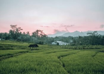 Mimika Kejar Cetak Sawah 7.000 Hektare, Iwaka Jadi Kawasan Terbesar