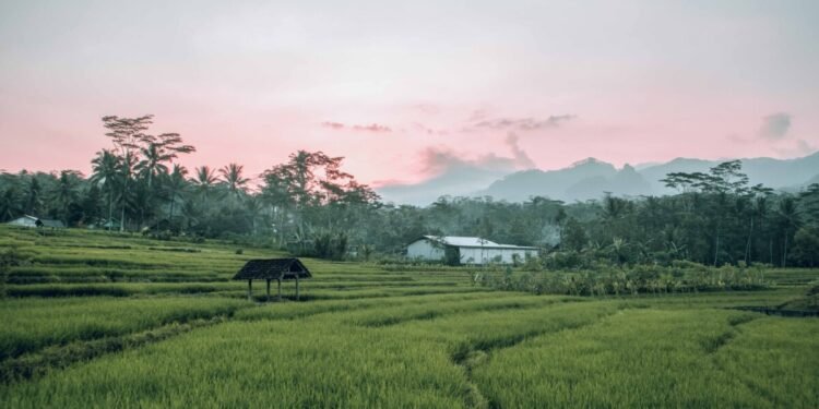 Mimika Kejar Cetak Sawah 7.000 Hektare, Iwaka Jadi Kawasan Terbesar