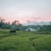 Mimika Kejar Cetak Sawah 7.000 Hektare, Iwaka Jadi Kawasan Terbesar